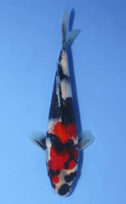 Showa - koi #x1009a020