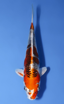 Kujyaku - koi #x1009a021