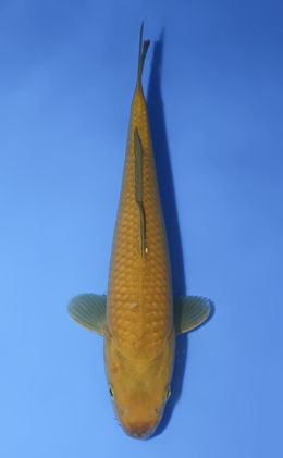 Chagoi - koi #x1009a022