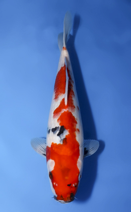 Showa - koi #x1009a023