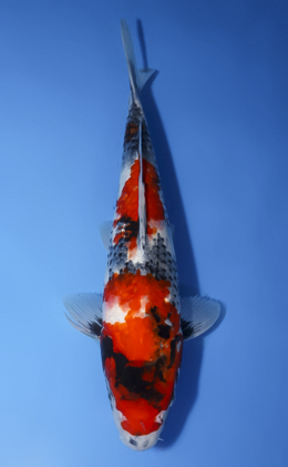 Showa - koi #x1009a025