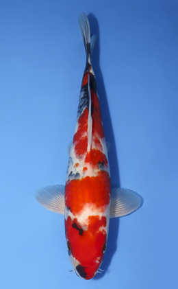Showa - koi #x1009a027