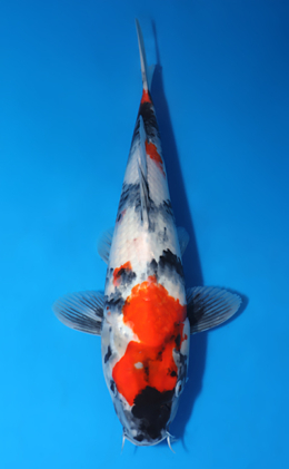 Showa - koi #x1010a001