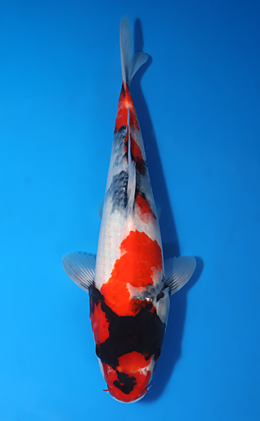 Showa - koi #x1010a006