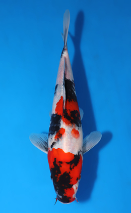 Showa - koi #x1010a007