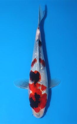 Showa - koi #x1010a026