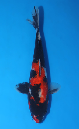 Showa - koi #x1010a029