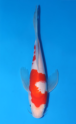 Hirenaga Kohaku - koi #x1010a043