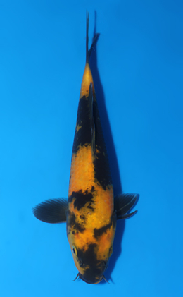 Ki Utsuri - koi #x1010a044