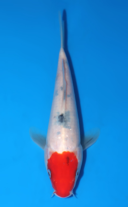 Tancho Sanke - koi #x1010a045