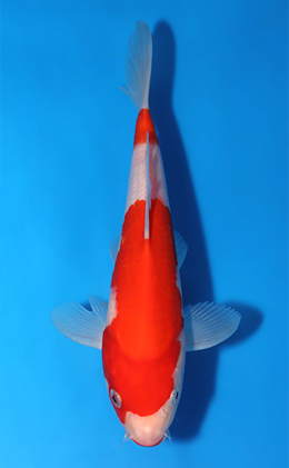 Kohaku - koi #x1010a059