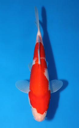 Kohaku - koi #x1010a060