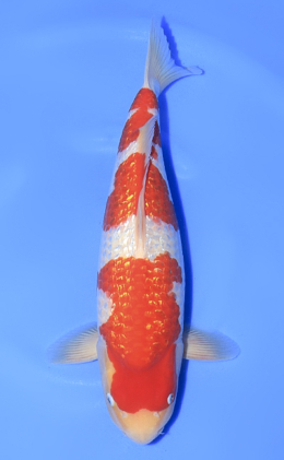 Ginrin Kohaku - koi #x1010n005