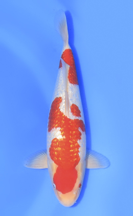 Ginrin Kohaku - koi #x1010n006