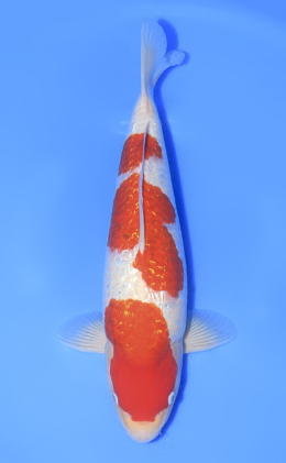 Ginrin Kohaku - koi #x1010n007