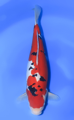 Doitsu Sanke - koi #x1011n002
