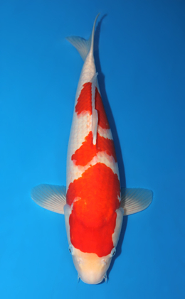 Kohaku - koi #x1013m003-x0424m039