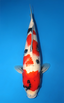 Showa - koi #x1013m014-x0422m025