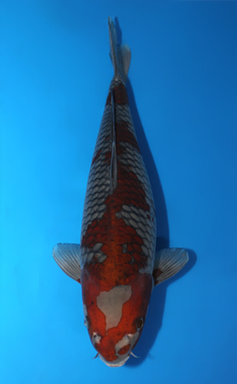 Ochibashigure - koi #x1013m017-x0423m041