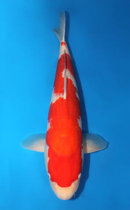 Kohaku - koi #x1013m019-x0422m002