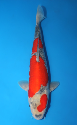 Goshiki - koi #x1013m024-x0424m049