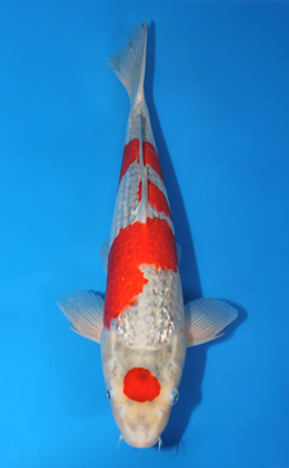 Ginrin Goshiki - koi #x1013m028-x0424m066