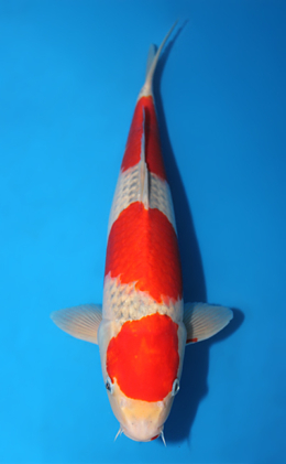 Goshiki - koi #x1013m029-x0422m022