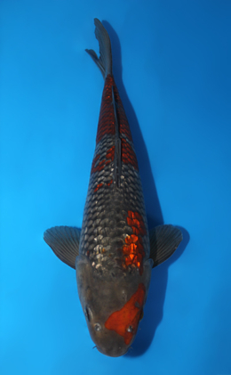 Ginrin Ochibashigure - koi #x1013m031-x0424m070