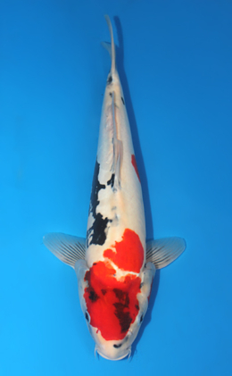 Doitsu Showa - koi #x1013m034-x0424m002