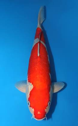 Goshiki - koi #x1013m035-x0423m026