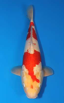 Kohaku - koi #x1013m036-x0422m006
