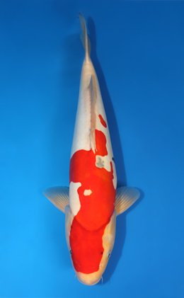 Doitsu Sanke - koi #x1013m037-x0423m015