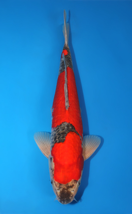 Goshiki - koi #x1013m039-x0423m008