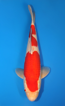 Kohaku - koi #x1013m040-x0423m020