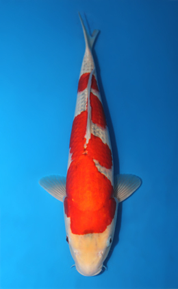 Goshiki - koi #x1013m041-x0424m071