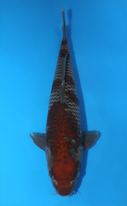 Ochibashigure - koi #x1013m042-x0422m012