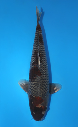 Ochibashigure - koi #x1013m043-x0424m068