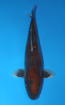 Doitsu Ochibashigure - koi #x1013m044-x0424m069