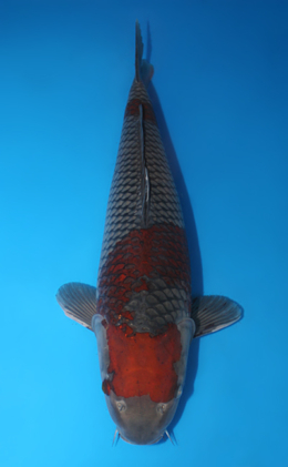 Ochibashigure - koi #x1013m045-x0423m042