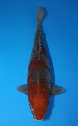 Ochibashigure - koi #x1013m046-x0422m005