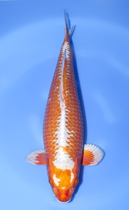 Kawari - koi #x1013n001