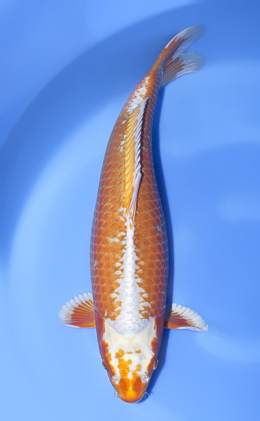 Kawari - koi #x1013n002