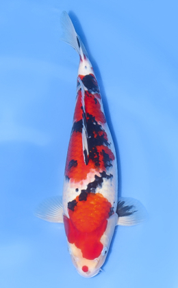 Taisho Sanke - koi #x1013n004