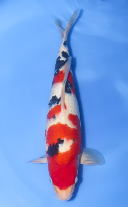 Taisho Sanke - koi #x1013n005