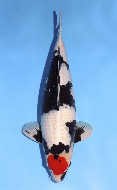 View High Quality Koi Available from Kodama Koi Farm