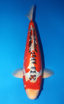 Shusui - koi #x1014m001-x0331m032