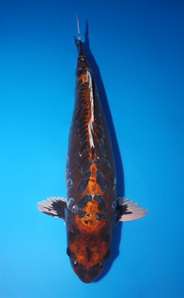 Kawari - koi #x1014m002-x0331m009