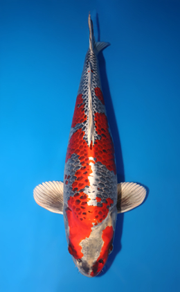 Kujyaku - koi #x1014m003-x0331m015