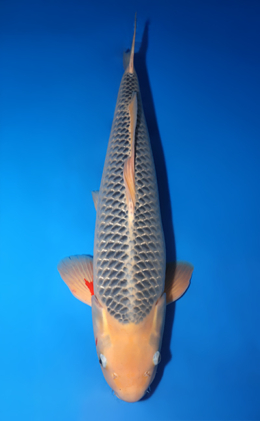 Asagi - koi #x1014m005-x0321m010