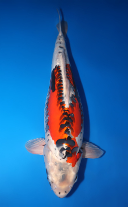 Doitsu Kujyaku - koi #x1014m006-x0331m010